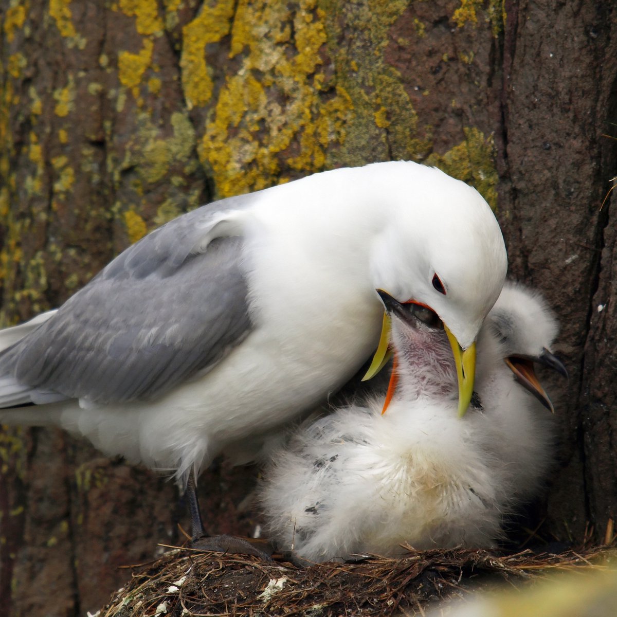 More than 95% of respondents to <a href="/DefraGovUK/">Defra UK</a> consultation support a total closure of #sandeel fishing in the North Sea. 

Our research shows their importance as a food source for seabirds, marine mammals and commercial fish in the North Sea. 

Read more gov.uk/government/con…