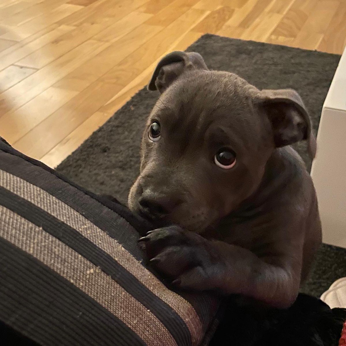 dog_rates's tweet image. This is Boris. He was told he wasn't allowed on the couch. We predict this decision will be reversed shortly. 12/10