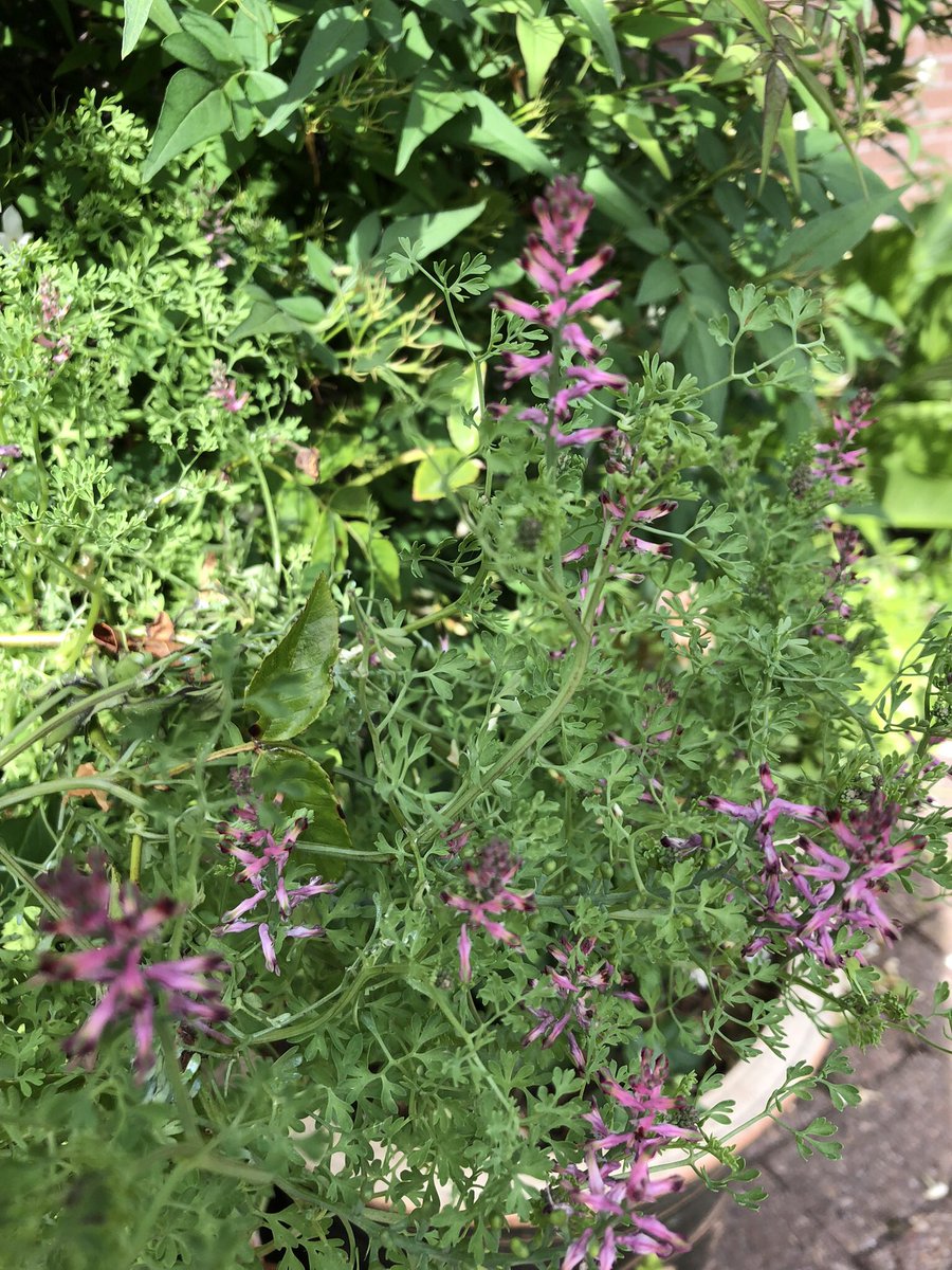 oliverbillie170's tweet photo. Common fumitory doing very nicely thank you in my pots. Didn’t plant it, but it’s very welcome and very pretty #fumitory #wildflowerhour #wildflowersinthegarden @Botany2021 @NatureLark @wildflower_hour https://t.co/p7aAePXsuX