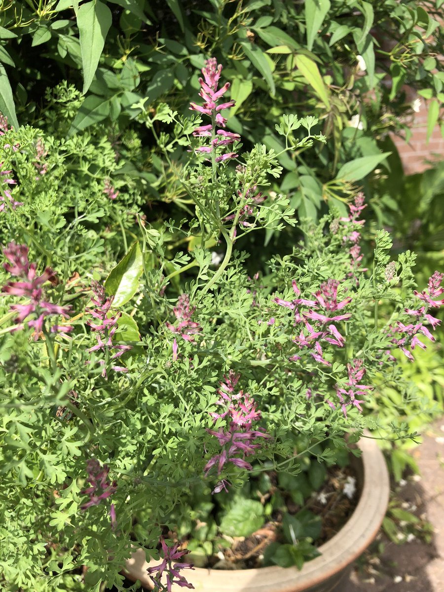 oliverbillie170's tweet photo. Common fumitory doing very nicely thank you in my pots. Didn’t plant it, but it’s very welcome and very pretty #fumitory #wildflowerhour #wildflowersinthegarden @Botany2021 @NatureLark @wildflower_hour https://t.co/p7aAePXsuX