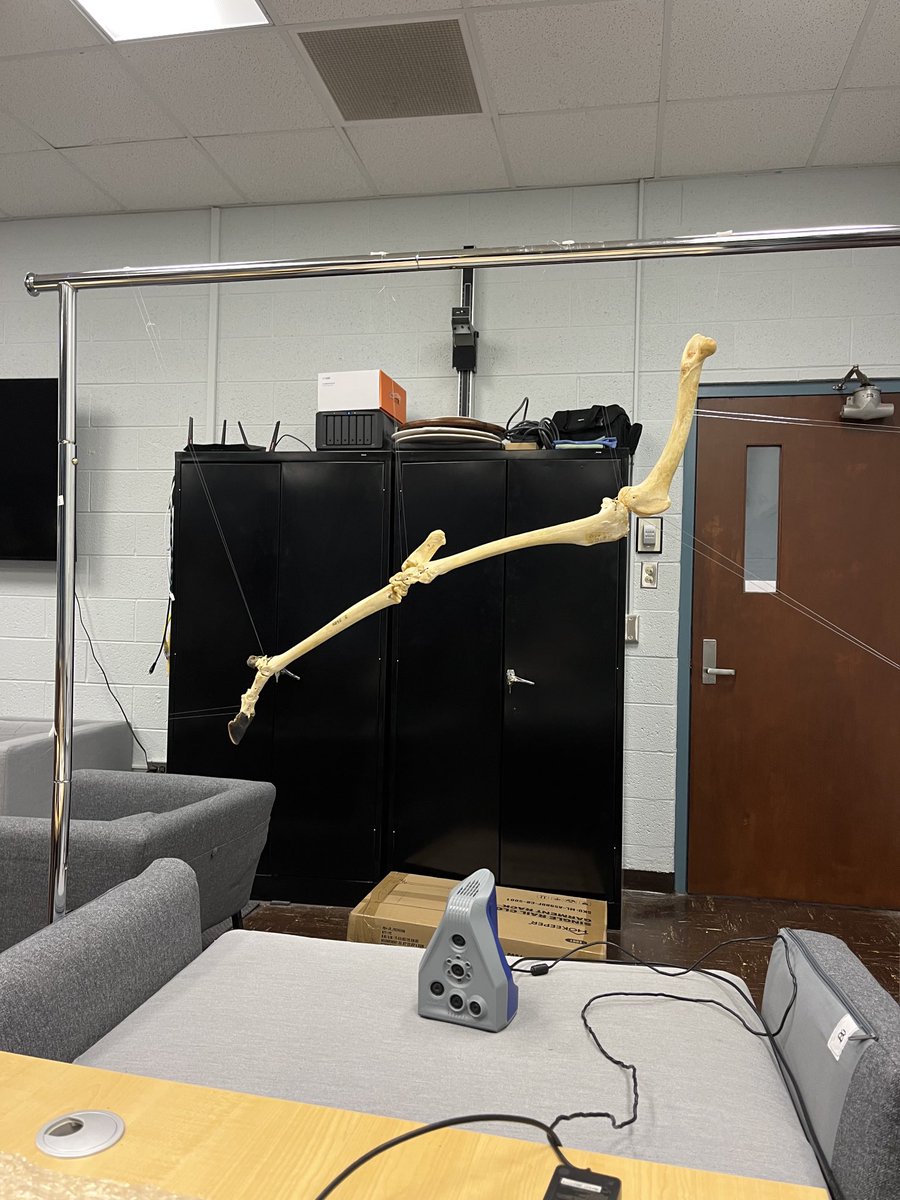 EmilyNisch's tweet image. Getting back to the @MSU_dhilab for my @MSUMuseum collections internship. Hoping to scan this articulated deer limb, expertly hung by ⁦@yann_jessica⁩. Experimenting with using the @Artec3DScanners Spider and Eva.