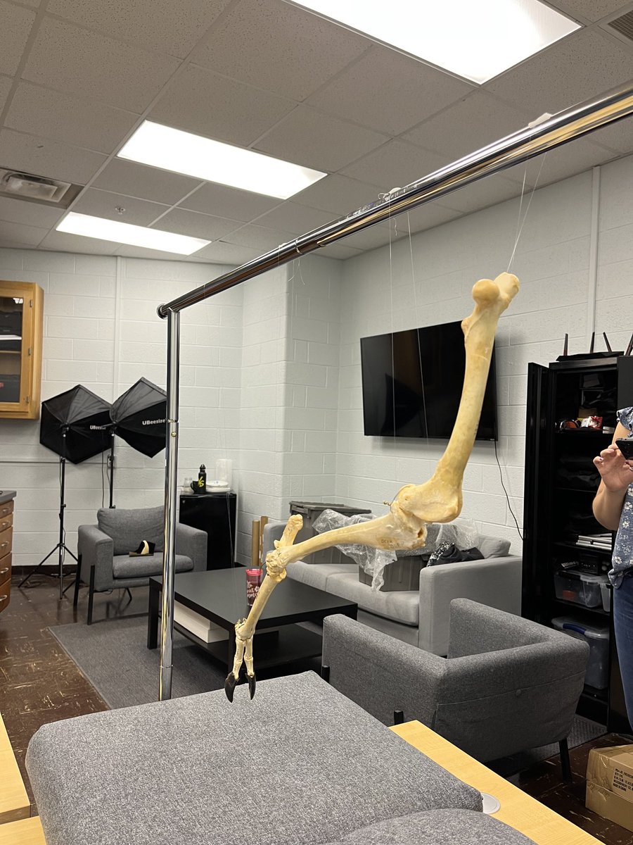 EmilyNisch's tweet image. Getting back to the @MSU_dhilab for my @MSUMuseum collections internship. Hoping to scan this articulated deer limb, expertly hung by ⁦@yann_jessica⁩. Experimenting with using the @Artec3DScanners Spider and Eva.