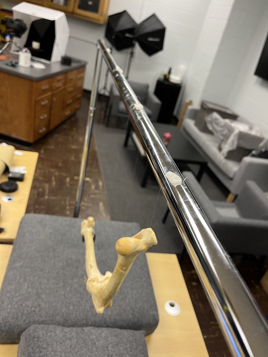 EmilyNisch's tweet image. Getting back to the @MSU_dhilab for my @MSUMuseum collections internship. Hoping to scan this articulated deer limb, expertly hung by ⁦@yann_jessica⁩. Experimenting with using the @Artec3DScanners Spider and Eva.