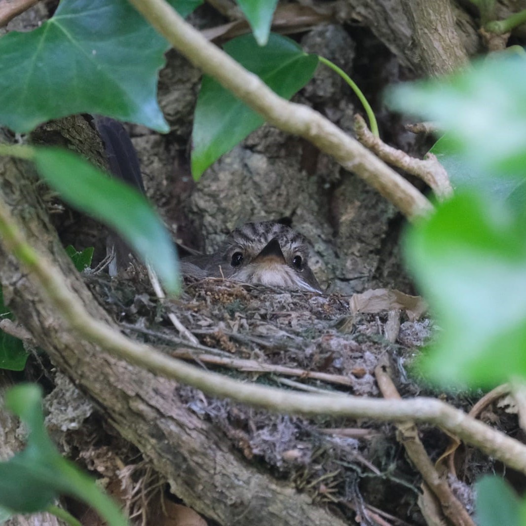 SEA LIFE Trust tweet media