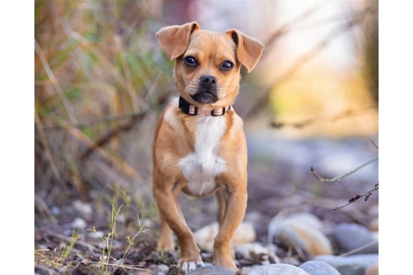 DPSRescue's tweet photo. Buttercup: 7-8mo old Dachshund-Pug-Chi mix. Rescued, shy at first but very affectionate. Loves fetch, toys, and cuddles. Good with dogs, kids. Potty trained, walks well on leash. Sweet and playful. #AdoptMe #DPSRescue #RESCUEISMYFAVORITEBREED https://t.co/8WpZDYYP5H
