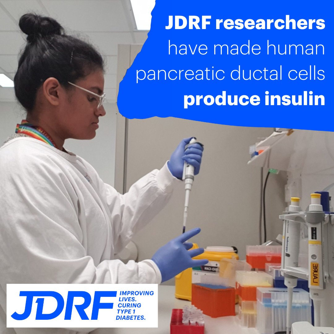 BT1DUK's tweet photo. New JDRF #research gives hope for regenerating beta-like cells in people with #Type1Diabetes 🤩

🧬 Changing the genes of pancreatic ductal cells lets them produce insulin, mimicking the lost beta cell function

👀 Find out more: https://t.co/20owRWf3i4

#GBDoc #T1D @JDRFaus https://t.co/tyD7ujknjU