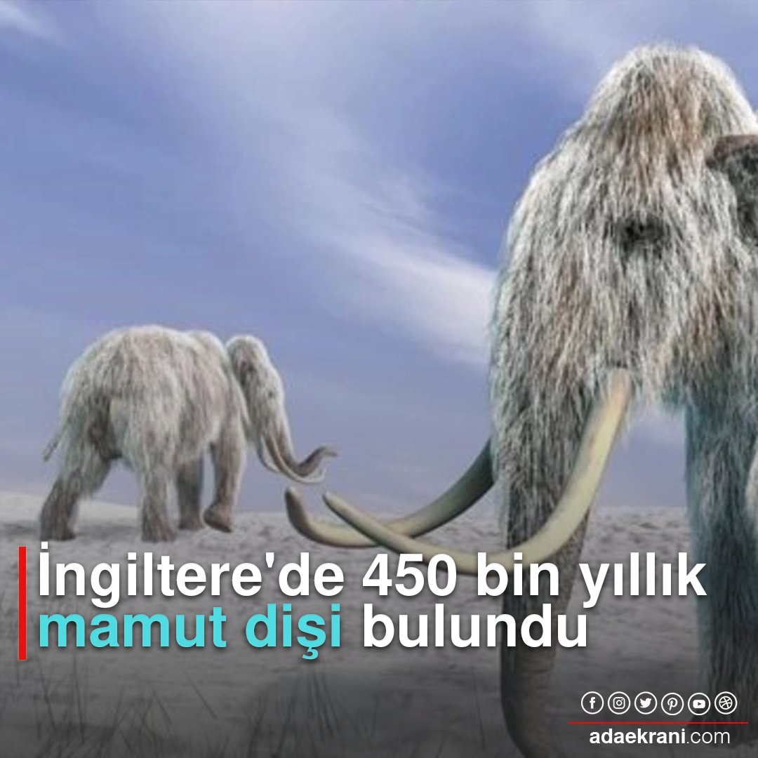 adaekrani's tweet photo. İngiltere'nin kuzeyindeki Cambridgeshire bölgesinde 450 bin yıl öncesine ait iyi korunmuş mamut dişi bulundu. Fox News'deki habere göre, Paleontolog Jamie Jordan, Cambridgeshire bölgesine bağlı Peterborough kenti yakınlarında bulunan mamut dişinin,

https://t.co/lDQvbwajjc https://t.co/lN8xz4CEHT