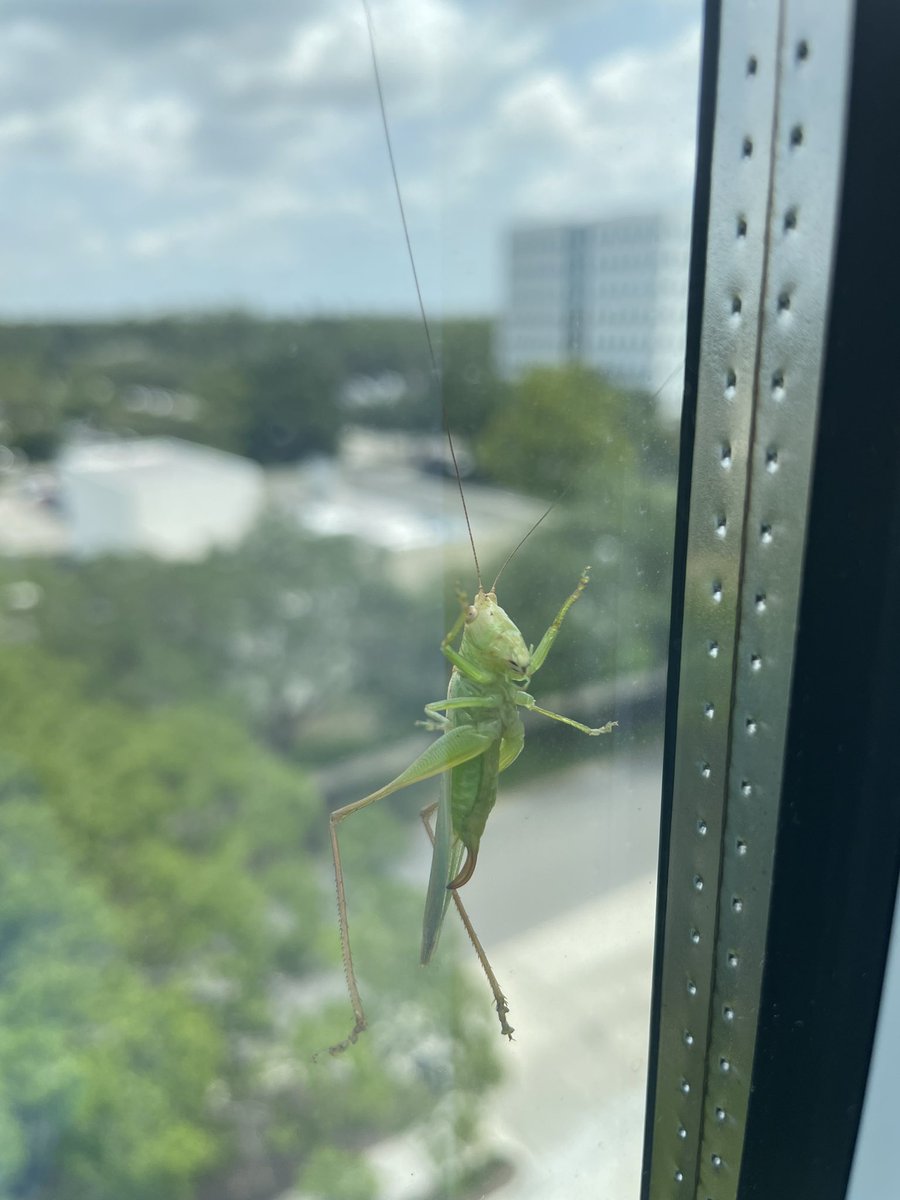 Me: Okay, I just need to focus on this for a few minutes and then we can plan… Student: Okay, but there’s a really cool bug.