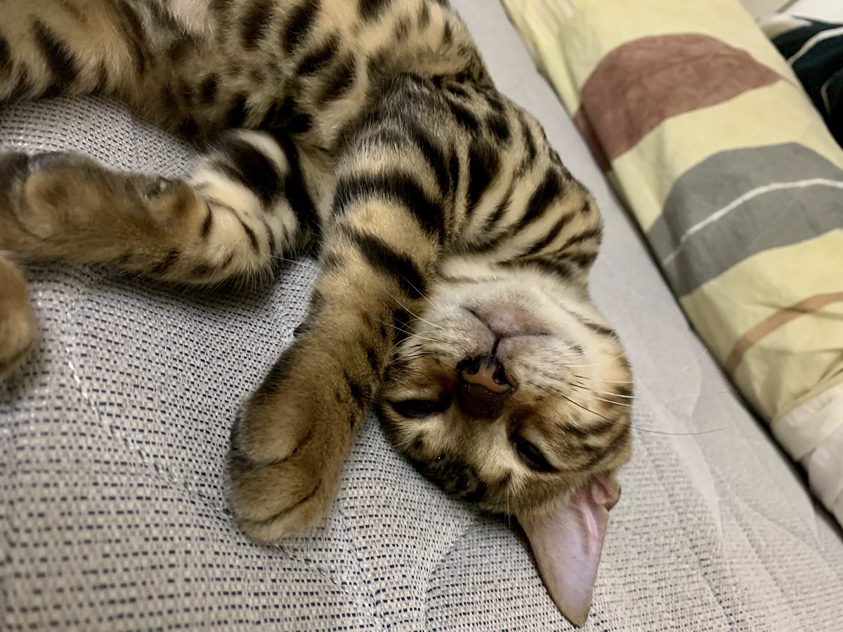indikaindigo's tweet photo. Smileyy the Miley 🐱🙃 https://t.co/SyOvf932FW