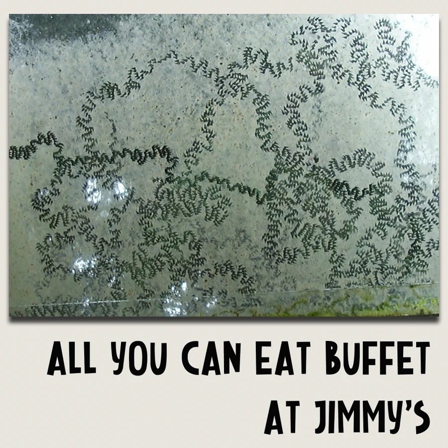 We all experience life differently - A day in the life of a snail. This is the trail left by a snail eating algae from a window!

#snails #gastropods #invertebrate #liveyourbestlife #nature #biodiversity