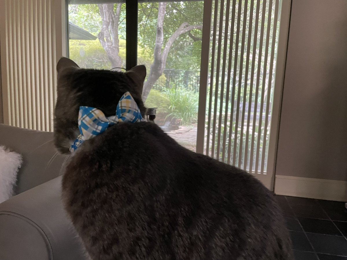 ClariceFox4's tweet photo. Stage 16: Legacy remains focused. The Tour de France has the Yellow Jersey. The Tour de Couch has the Yellow collar. He has more days of competition the grueling, highest Mountain Stage and more risks but he keeps his Eyes On The Prize #conquerthecourse #tourdecouch2023 #golegacy https://t.co/wBS79moTU4