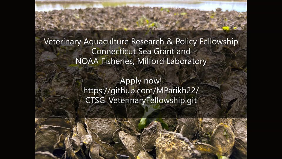 fishvets's tweet photo. 🦪Veterinary Student Opportunity Alert🦪
Veterinary Aquaculture Research &amp; Policy Fellowship Program. They are looking for veterinary student applicants interested in rotating April-October 2024, https://t.co/q5FpZ8dErt https://t.co/q3eBYLdFDD