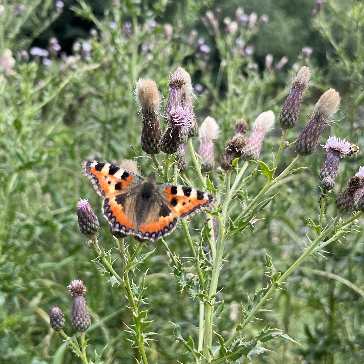 Counting Butterflies By the Wye in a thistle patch to do my #BigButterflyCount. Excited to see 3 commas for the first time! Also large white, small white, small tortoiseshell, red admiral, ringlet & gatekeeper. A fluttery filled 15 mins to help #nature & @savebutterflies 🦋