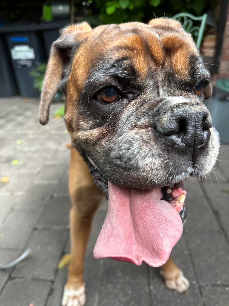 JanetBoxer's tweet image. A couple of pics from my holiday at my second home #tongueout #secondhome #dogs #boxer #boxerdogsuk