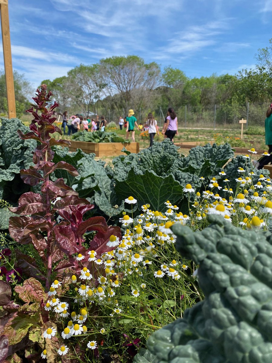 zeroco2bdv's tweet photo. 🌿  Al Jardí Municipal Agroecològic de Barberà del Vallès disposem d'un espai amb grans jardineres perquè les persones amb mobilitat reduïda puguin tocar i olorar les plantes sense cap obstacle.
🌾 Encara no coneixes el Jardí? 
☎️ 93 729 72 72

#zeroco2bdv #BarberàdelVallès https://t.co/0b1pJl1pCx
