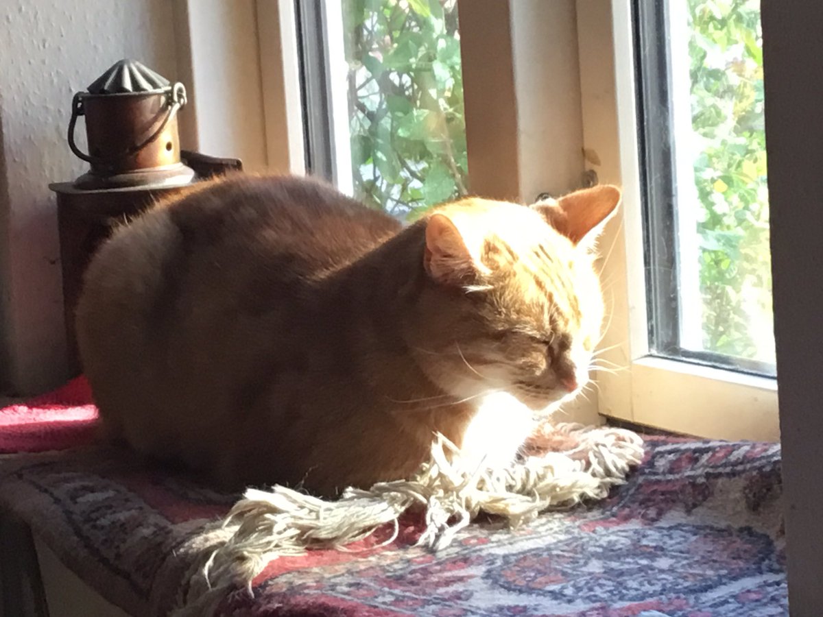 Strikketanten's tweet photo. She is purring so loudly the sound fills the room. 

#MissPhoenix https://t.co/2bEqTXuU1w