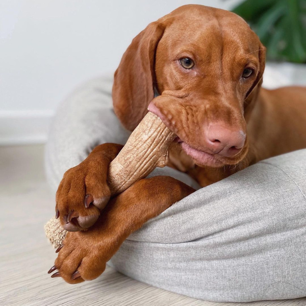 Catstages's tweet photo. I'm obsessed 🪵😋🪵😋

(📸: milotheviz)
#Petstages #DogsofTwitter #RaisetheWoof https://t.co/yAuMnO2gye