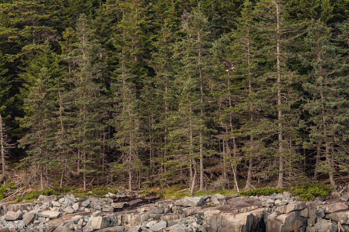 New collection of photos up on my store from Acadia National Park.

fineartamerica.com/profiles/1-chr…

#acadianationalpark #barharbor #maine #acadia #nationalpark #me #mountains #frenchmanbay #ottercove #sandbeach #baldeagle #cabin #buoy #lighthouse #eggrocklighthouse #driftwood