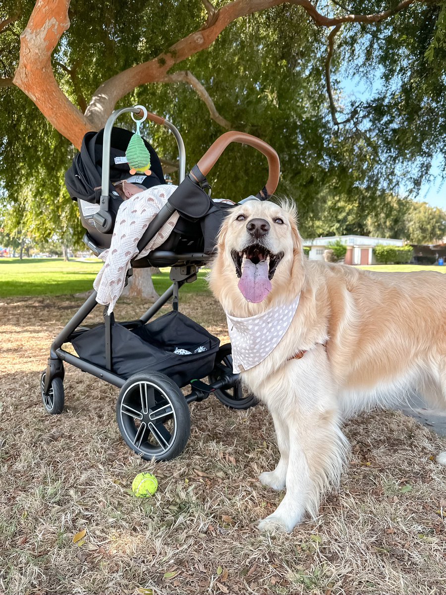 Starting the week off right - with a morning trip to the park!

Only problem is getting my little sis to throw the ball…

#DogsOfTwitter #GoldenRetriever #BigBrother