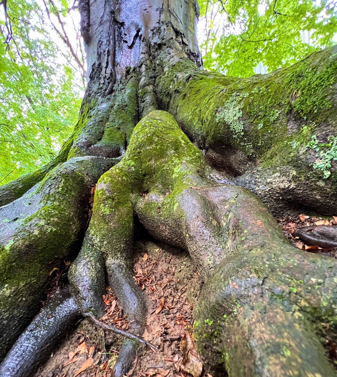 sliprockseeker's tweet photo. @SiKImagery Lovin your driftwood shot at sunset. 
A bit of #ADifferentView after a much needed soaking rain bringing moss to life on this beloved beech🌳 Happy shooting and safe travels. https://t.co/8cf2dtvjNe