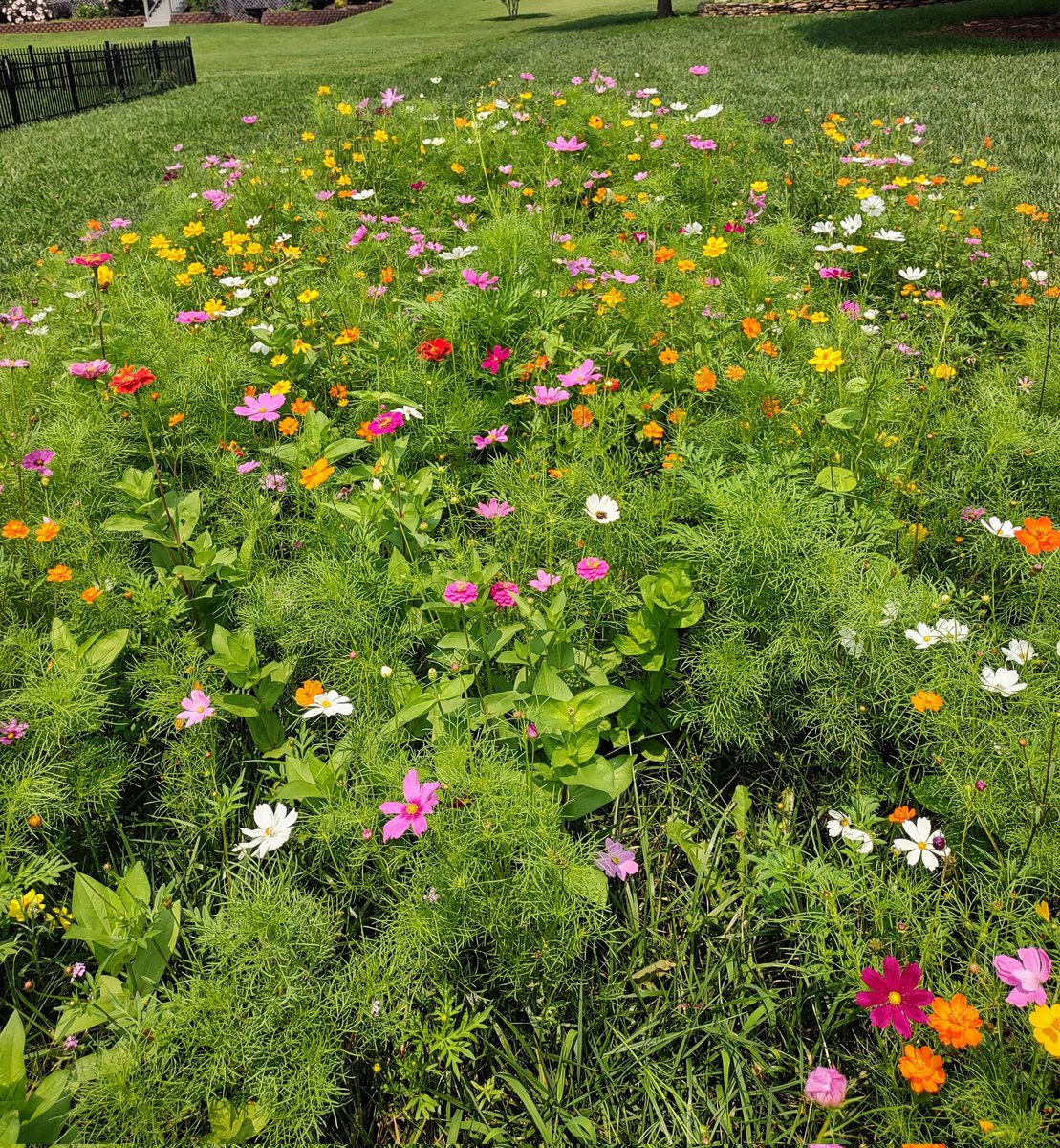 I grew a wildflower meadow in my backyard.