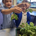 Photo by Y1 Birch Class, Necton CofE Primary School (@NectonY1)