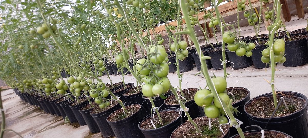 ColonyMeats's tweet photo. Tomatoes are coming along nicely 🙂 https://t.co/MgNo5c49k6