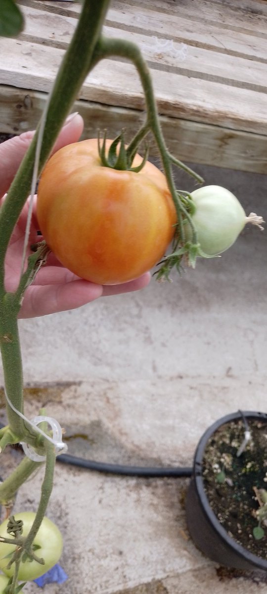 ColonyMeats's tweet photo. Tomatoes are coming along nicely 🙂 https://t.co/MgNo5c49k6