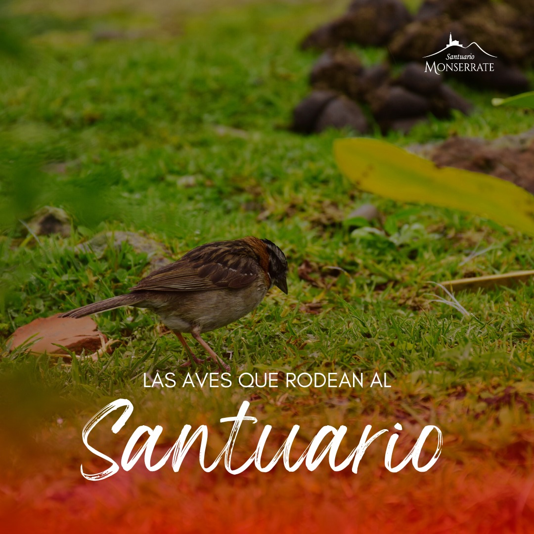 Santuario de Monserrate tweet media