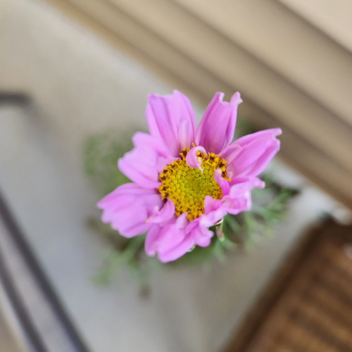 Amy Lovatt (Golden) tweet media