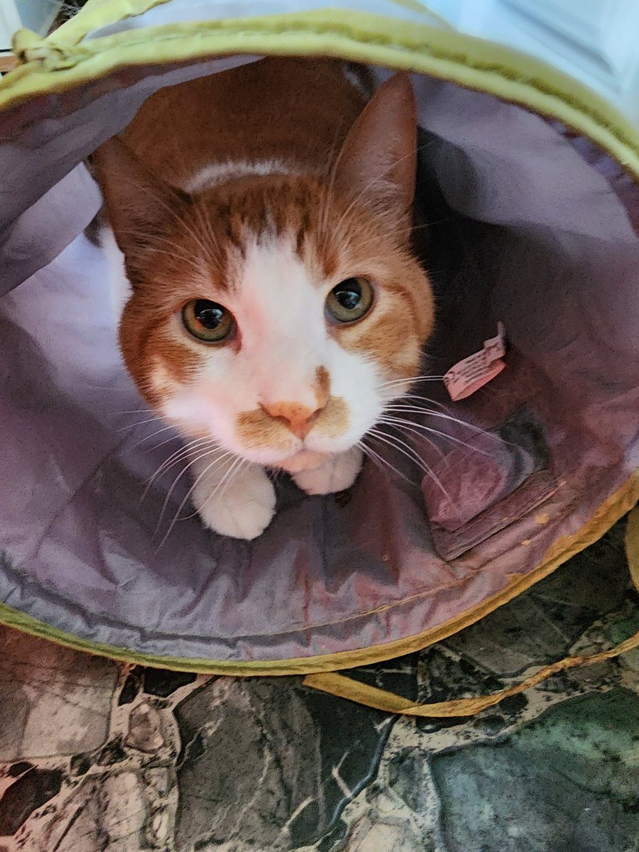 SebbiesCat's tweet image. Kyo in his tube #CatsOfTwitter #cat #catsofinstagram