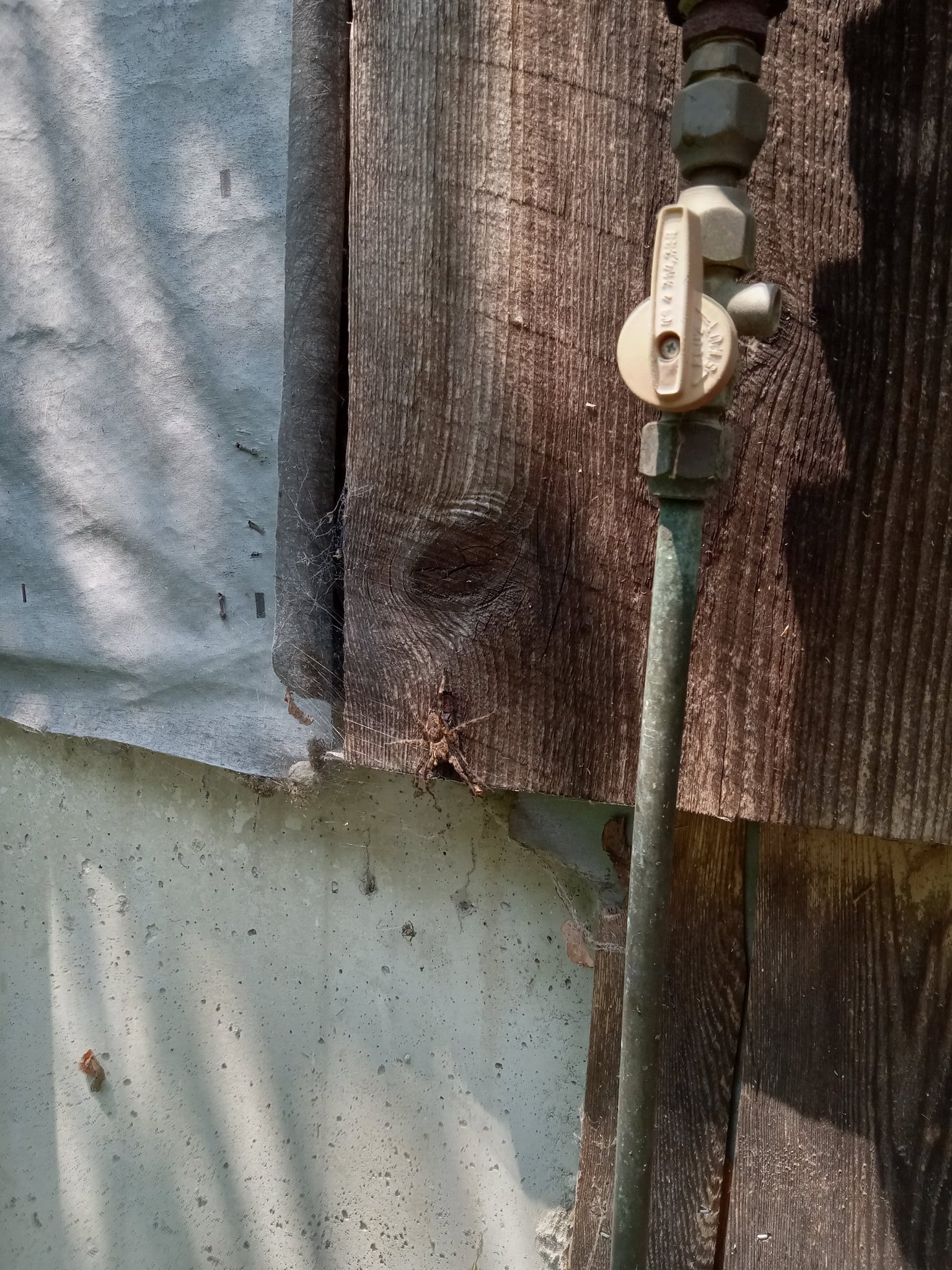 greenmtngirl-on-twitter-someone-call-animal-control-it-s-an