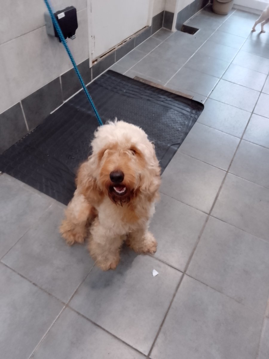 Please retweet to HELP FIND THE OWNER OF THIS #COCKERPOO FOUND #STANMORE #HARROW #LONDON  
JULY 11   Female, chip not registered, now in a council pound, not for adoption.  She could be missing from another region, please share widely 🌟 
DETAILS👇
lostdogsuk.co.uk/lost-dogs/ 
#dogs