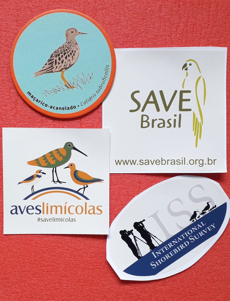 Today I received these gifts for completing one year as a shorebird monitoring volunteer (ISS- Brazil). Thanks to SAVE Brazil 😁 #shorebird