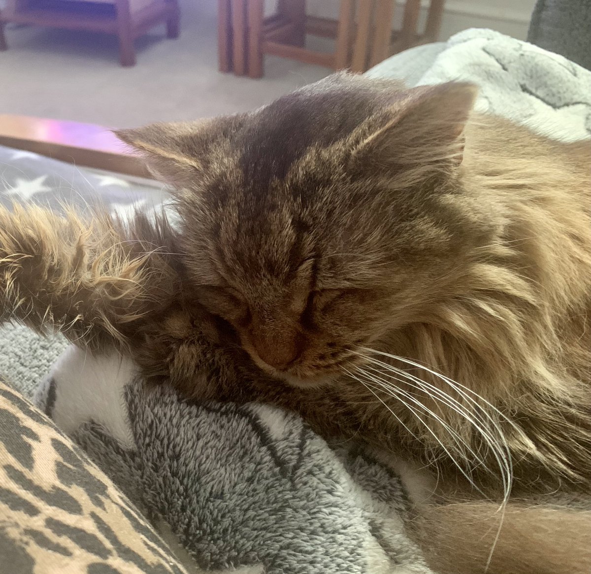 adcharlesworth1's tweet photo. #MinnieCat relaxing after a trip to @BBBVet https://t.co/51J24RDSkI