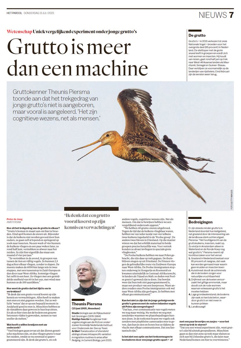 Dat #grutto's 'naar school gaan', dat ze niet worden geboren met een vastgelegde trekroute, en dus net als wij van alles moeten leren, kreeg vorige week aandacht in @parool. Inderdaad, grutto's en andere dieren zijn geen 'machines'! Voor het onderzoek zie: youtube.com/watch?v=eHNMnr…