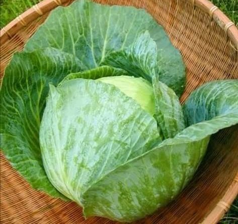 FirstDoctor's tweet photo. Eat more cabbage 🥬
Eat more cabbage 🥬

Cabbage has so much folic acid, calcium, magnesium, potassium, and vitamins C, K and B6. 

Also loaded with antioxidants that prevent cell damage, bladder, colon and prostate cancers.

That's why it's one of my fav vegetables. https://t.co/5uVqxb5WHc