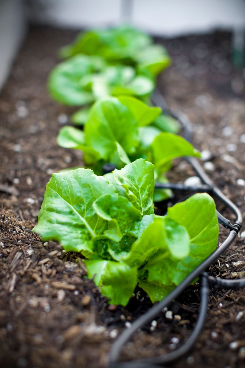 PV_Water's tweet photo. 🌱💧 Drip irrigation is a game-changer for farmers, offering numerous benefits:

1️⃣ Water Efficiency: Drip irrigation minimizes water loss due to evaporation and runoff, reducing water usage compared to traditional methods.
(1/4) https://t.co/3MokbsejsN