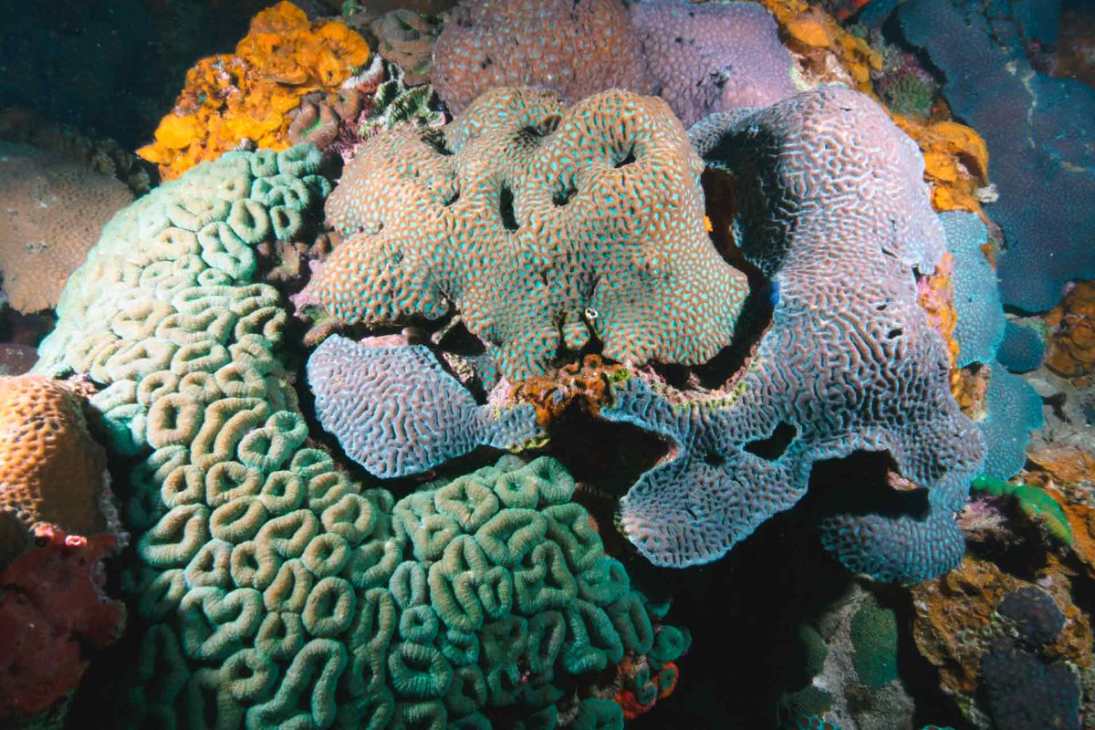 Woods Hole Oceanographic Institution (WHOI) tweet media