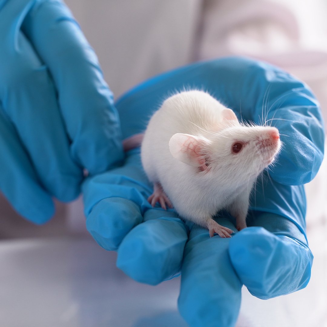 An open letter calling on the European Commission and Member States to commit to creating an EU roadmap to accelerate the transition to animal-free science has been signed by 80 scientists from 14 European countries.

Read more: bit.ly/3PYdcpK

#EndAnimalTesting