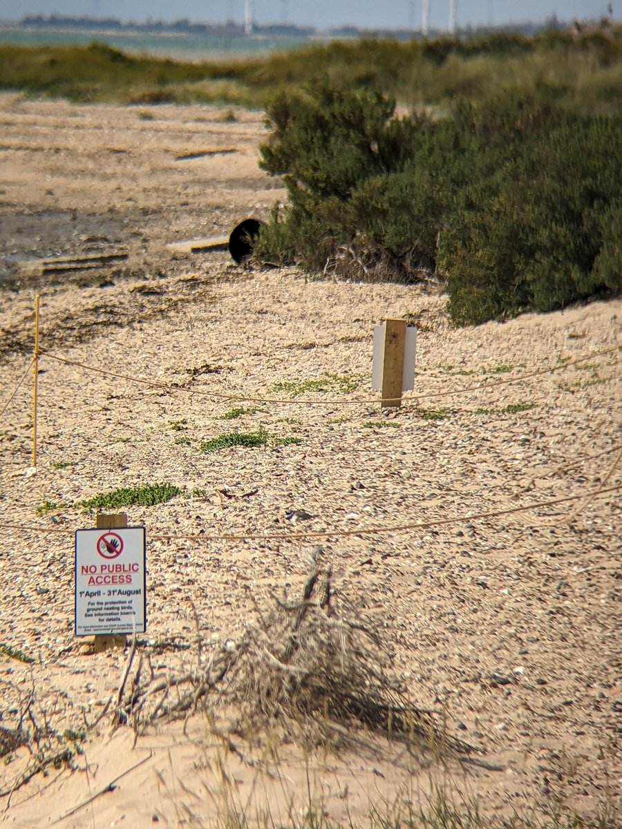 BirdAwareEssex's tweet photo. Our RingedPlover lady of #eastmersea is still sitting! This is a fantastic, considering how busy the beach is. We want to thank everyone who has been following our guidance& giving the signposted area wide berth while keeping their pooches under control. Keep up the good job! https://t.co/qwpIHuF4KM