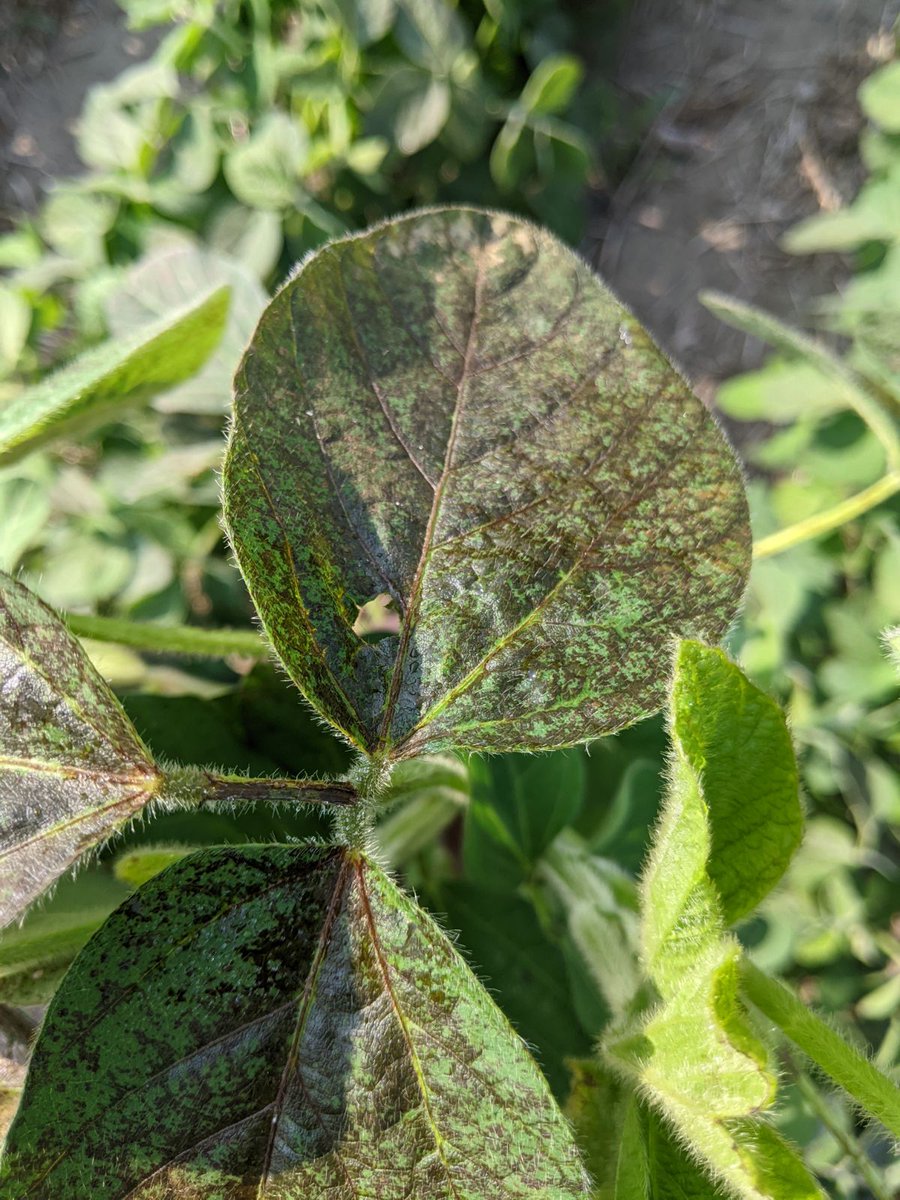 Anyone have any idea what this could be on these soybeans? On the upper leaves just on the leaf tops.