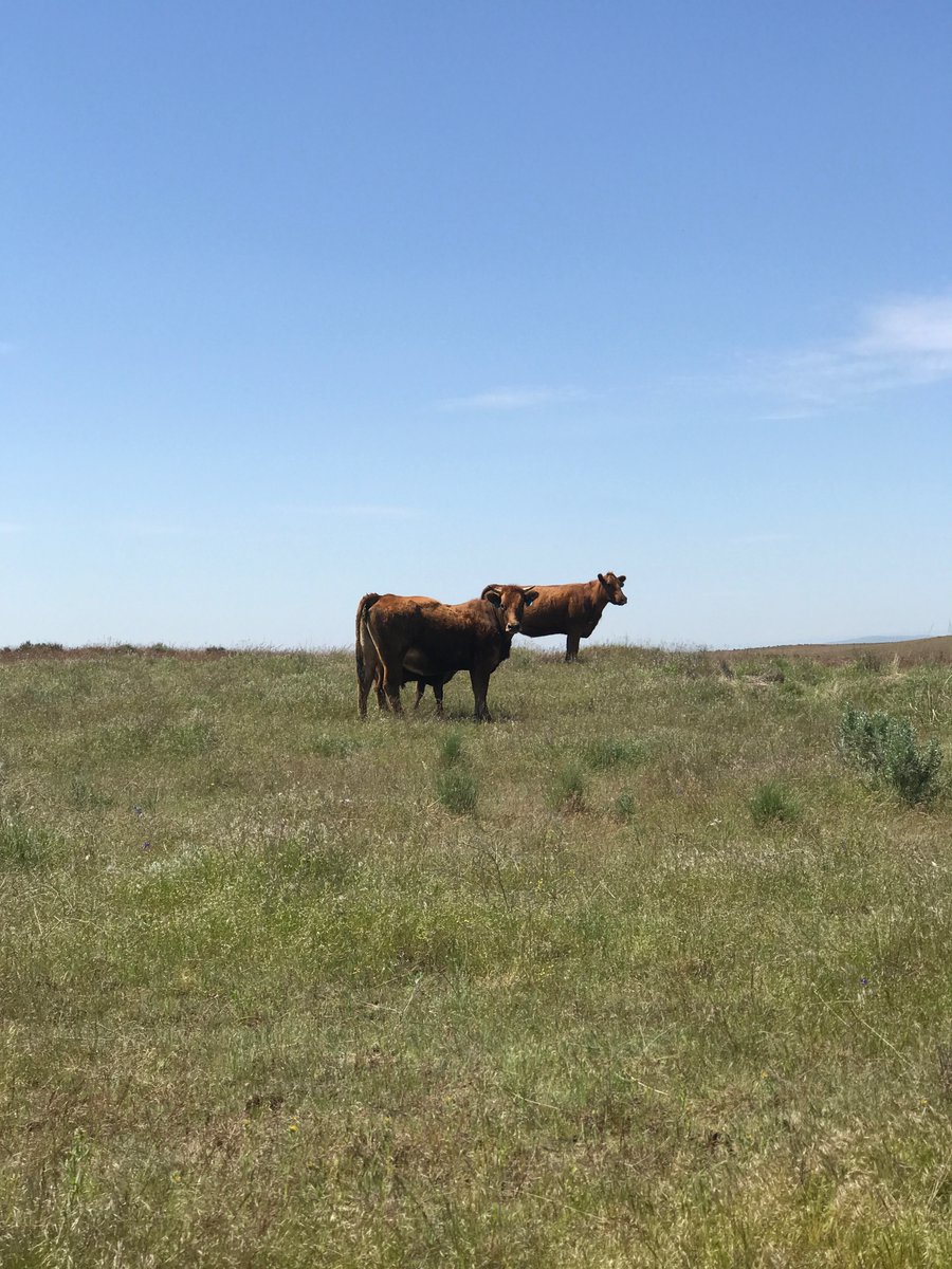 KellerCrafted's tweet photo. Enjoying the sunshine ☀️🐄 https://t.co/vBXOCbLOBB