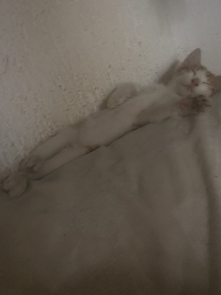 mobi44's tweet photo. Altro topino secco e spennacchiato lanciato da una macchina 
Adesso dorme serafico sul divano ❤️ https://t.co/GY6fyJdMmN