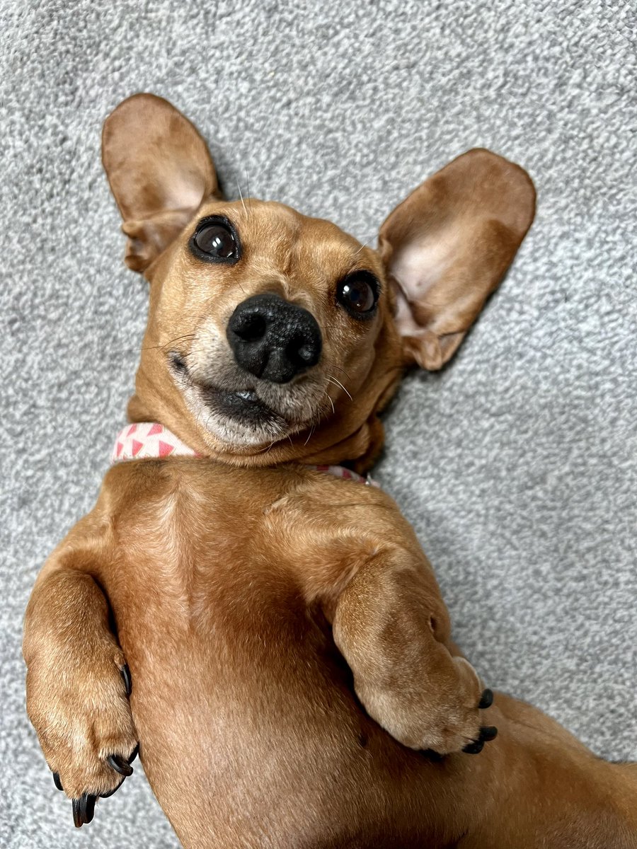 SabatierDog's tweet photo. Hi!!! https://t.co/L4y5j39Oej