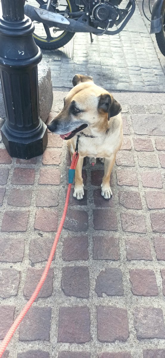 violeta_magma's tweet photo. Ya se de  que tiene cara mi perro; de payaso viieeeeeeeejo.
(Sí le gusta mucho salir ) https://t.co/PhYu6wZqoh