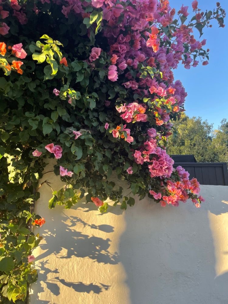 Asoomaa___'s tweet photo. البيوت التى تكسوها الجهنمية لن يدخلها البؤس أبداً🌸💕✨ https://t.co/rsRRFvg3AB