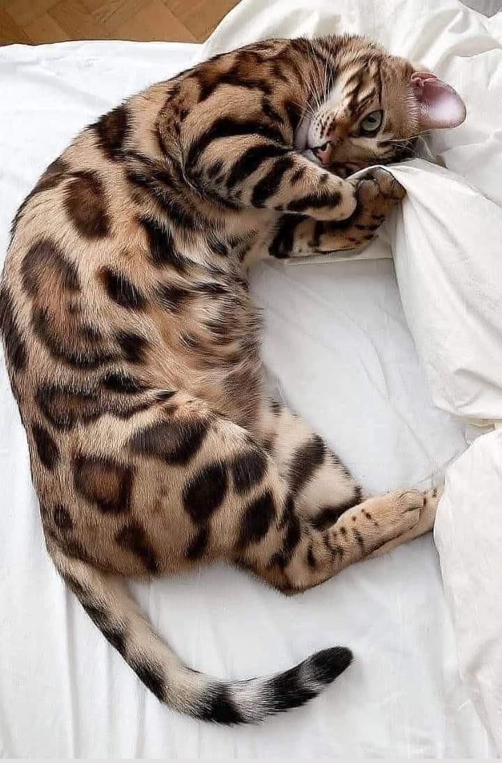 angitovarr's tweet photo. quiero un gato leopardo https://t.co/G2A9SE1FDm
