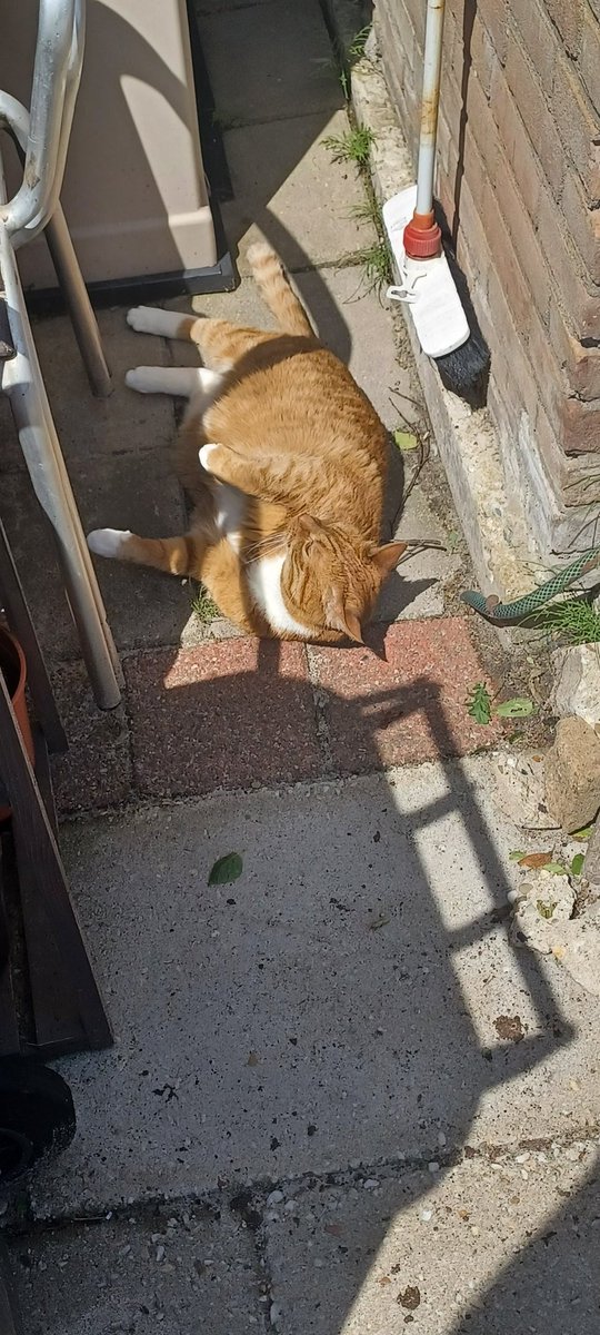 Axam997's tweet photo. @ShouldHaveCat He always picks out the sunniest spots in the yard to just flop around at random https://t.co/6SCrK5QFlw