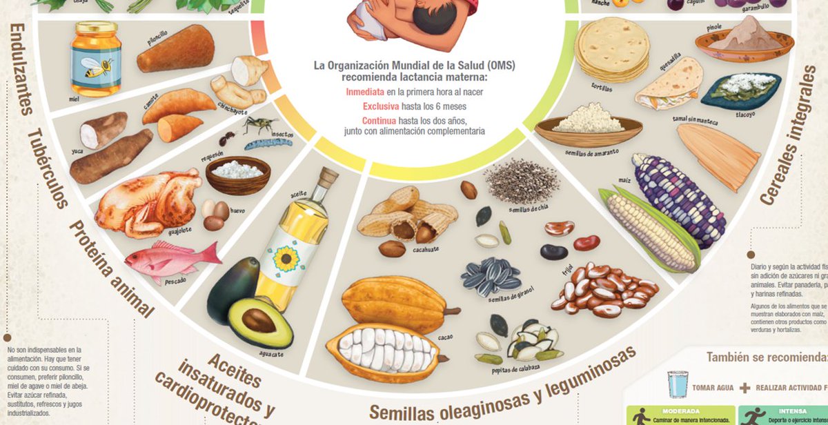 Próximamente publicarán el cartel oficial de la #dietadelamilpa
me encantan las verduras y frutas que plasman ahí 😍😍😍😍en mi estado (Guerrero) existe  variedad de quelites pero muchas veces las personas no las consumen porque no las promocionan! AMO TODO 🩷